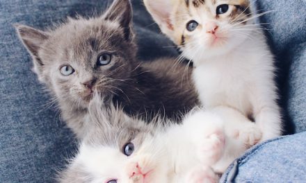 Je woning klaar maken voor een kitten